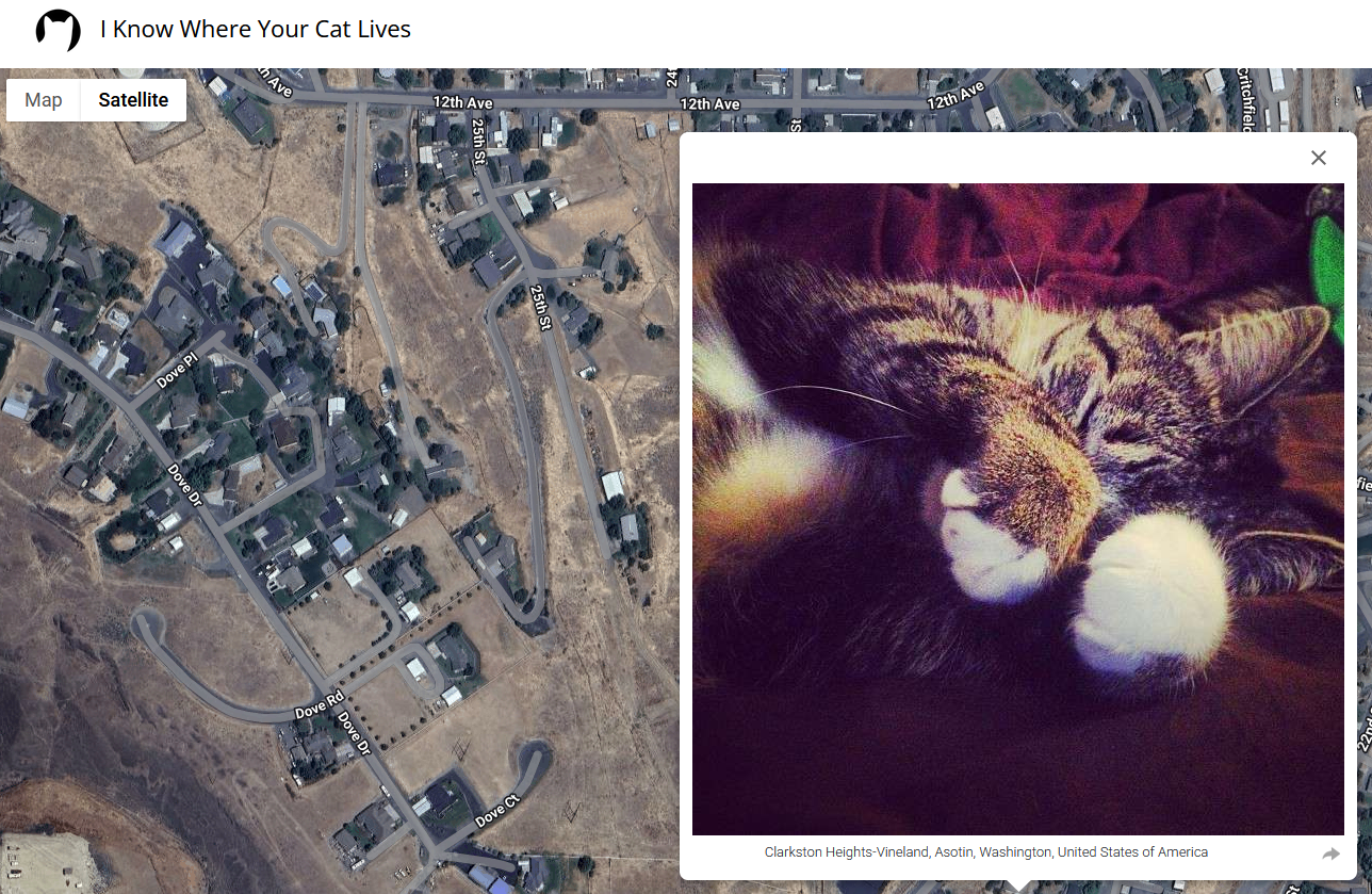 iknowwhereyourcatlives